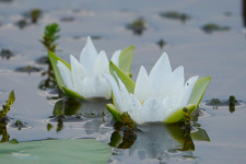 Фото: Семен Сивцев