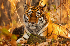 Амурского тигра называют "хозяин тайги". Фото: Владимир Иванов