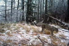 Самка снежного барса с тремя котятами. Фото с фоторегистратора