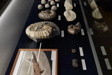 Фото: Ульяновский палеонтологический музей.