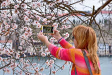 Цветение миндаля в Севастополе, фото: Юрий Югансон