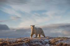Белый медведь внесён не только в Красную книгу, но и в "Красный список" Международного союза охраны природы. Фото: Виталий Дворяченко