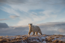 Белый медведь внесён не только в Красную книгу, но и в "Красный список" Международного союза охраны природы. Фото: Виталий Дворяченко