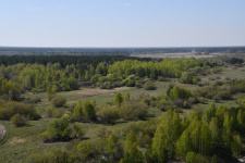 Реликтовые сосны на Алтае. Фото: Степная экспедиция РГО