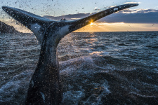 Самых крупных морских млекопитающих со всех сторон подстерегают опасности. Фото: Михаил Коростелёв