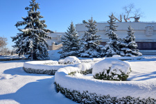 Ели в снегу на проспекте Нахимова
