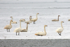 Лебеди на озере. Фото Виктории Шуркиной