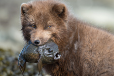 Песец и рыба-лягушка. Фото: Алексей Перелыгин