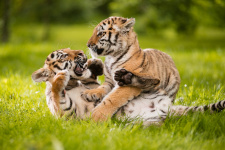 Тигрята резвятся. Фото: Центр "Амурский тигр"