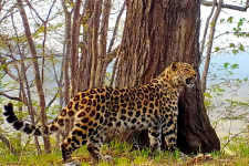 Красавец Leo 270M очень скоро получит нормальное имя. Фото: Национальный парк "Земля леопарда"