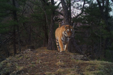 29 июля празднуем Международный день тигра. Фото: Таисия Марченкова, участник конкурса "Самая красивая страна"