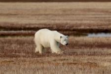 Белый медведь на о. Шокальского. Фото: Д. Ждан.