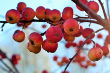 Спелые яблоки. Фото: Анна Оленева