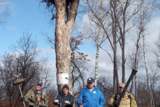 Члены регионального отделения РГО в ЕАО и общественной экологической организации «Багульник» на безогневой противопожарной обработке деревьев с гнездами дальневосточных аистов. Фото: Константин Лощилов