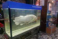 Латимерия в музее Института океанологии. Фото: Олег Золотарёв