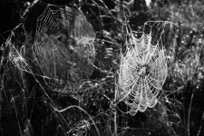 Паутина. Фото: Пришвин Михаил