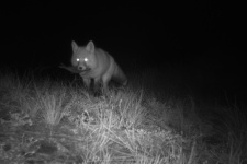 Лисица и её улов. Фото: фоторегистратор