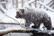 Тяжелое время. Фото: Константин Шатенев, участник конкурса РГО «Самая красивая страна»