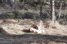Фотоматериал Алексея Кулясова