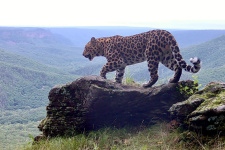 The Far Eastern leopard. Photo: Land of the Leopard National Park