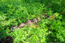 Фото Константина Кривулина