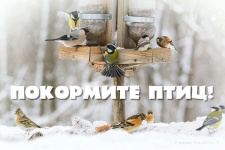 Фото: Курское отделение Союза охраны птиц России