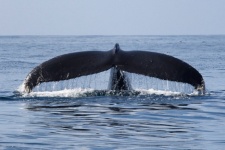Humpback whale. Photo: Alexander Burdin and Olga Filatova