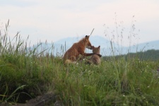 Fox cub with his mother. Photo: Anna Yachmennikova