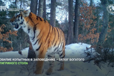 Кто сказал р-мяу? Тигры Сихотэ-Алинского заповедника