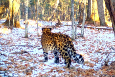 Зима близко: леопард изучает первый снег в Приморье