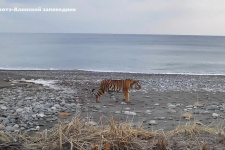 Прошла как каравелла по волнам: в Приморье заметили новую тигрицу