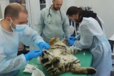 В Приморье оперируют тигрёнка
