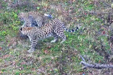 Потомство шведских леопардов растёт на Кавказе
