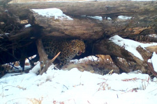 Пятидневный пир самки леопарда в Приморье