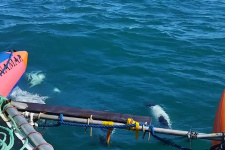 Дельфины сопровождают тримаран кругосветки РГО