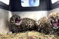 Спасение маленьких леопардов в Приморье