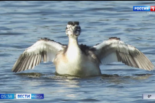 Фотограф-натуралист из Пензы поделился секретами съемки редких птиц