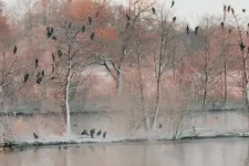 Зимовка водоплавающих птиц на озере Бекан