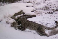 Снежный барс (ирбис) в Саяно-Шушенском Заповеднике