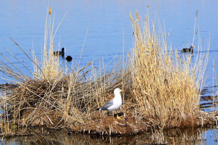 Барабинская чайка