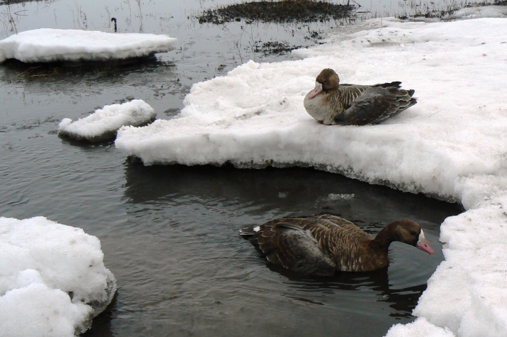 Белолобый гусь