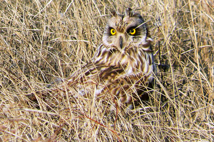 Болотная сова