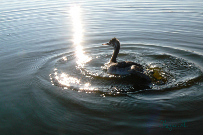 Большая поганка или чомга