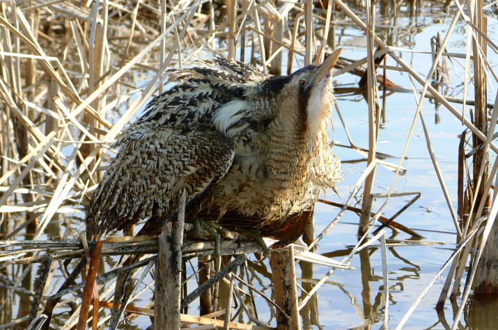 Большая выпь