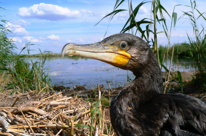 Большой баклан