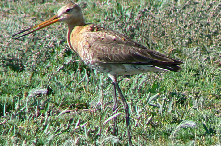 Большой веретенник