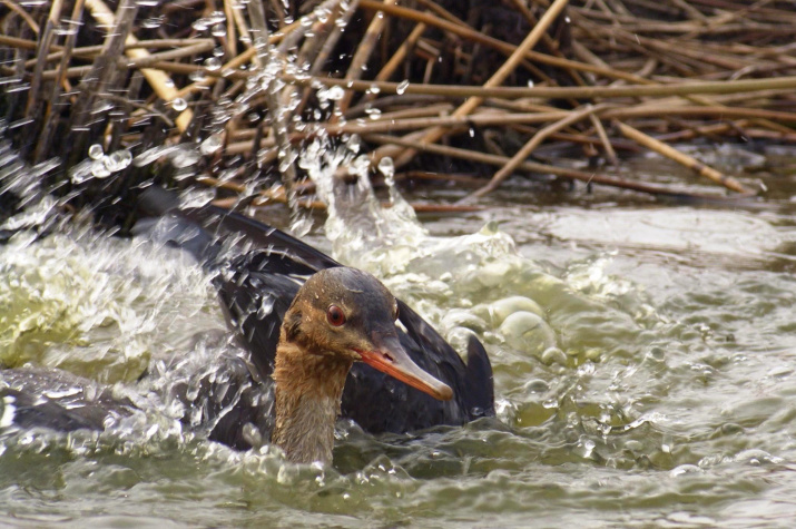 Длинноносый нырок