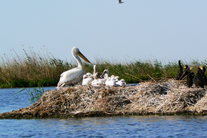 Гнездовье кудрявого пеликана