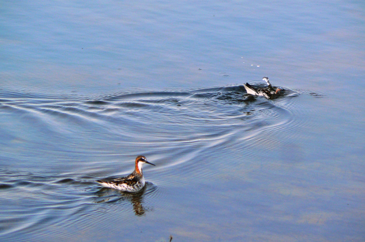 Круглоносый плавунчик