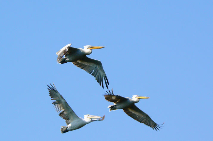 Кудрявые пеликаны в небе